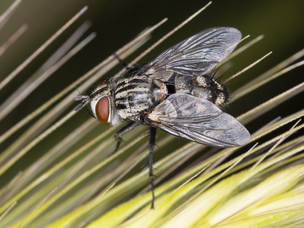 Aiuto identificazione